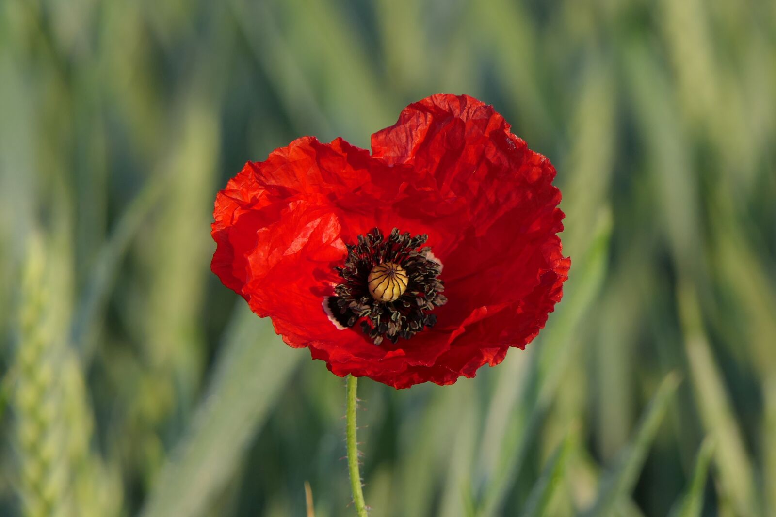 Panasonic Lumix DMC-FZ2500 (Lumix DMC-FZ2000) sample photo. Klatschmohn, poppy flower, cornfield photography