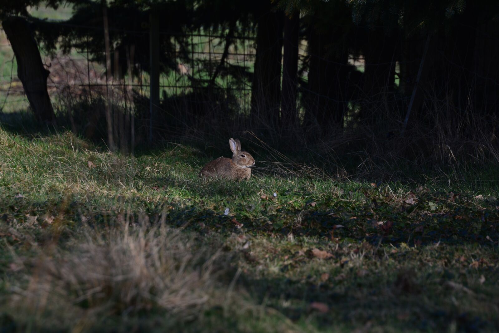 Nikon D5200 sample photo. Hare, spring, animal photography