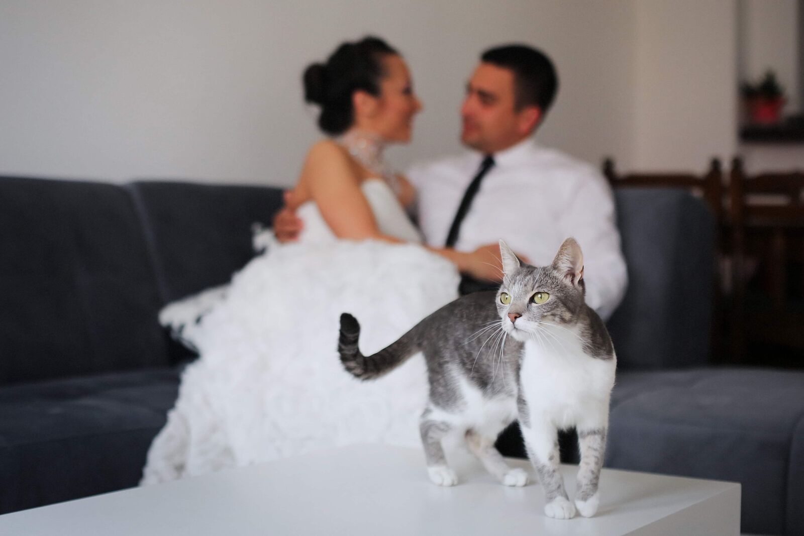 Canon EF 50mm F1.4 USM sample photo. Domestic cat, bride, apartment photography