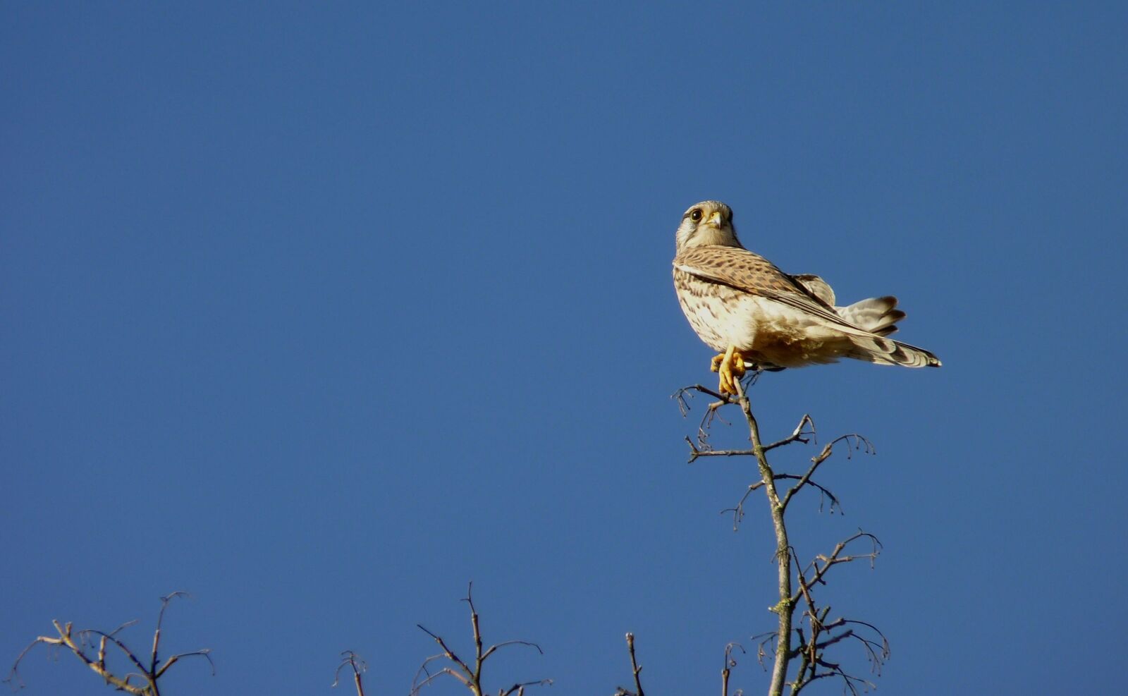 Panasonic Lumix DMC-FZ35 (Lumix DMC-FZ38) sample photo. Falcon, bird, sky photography