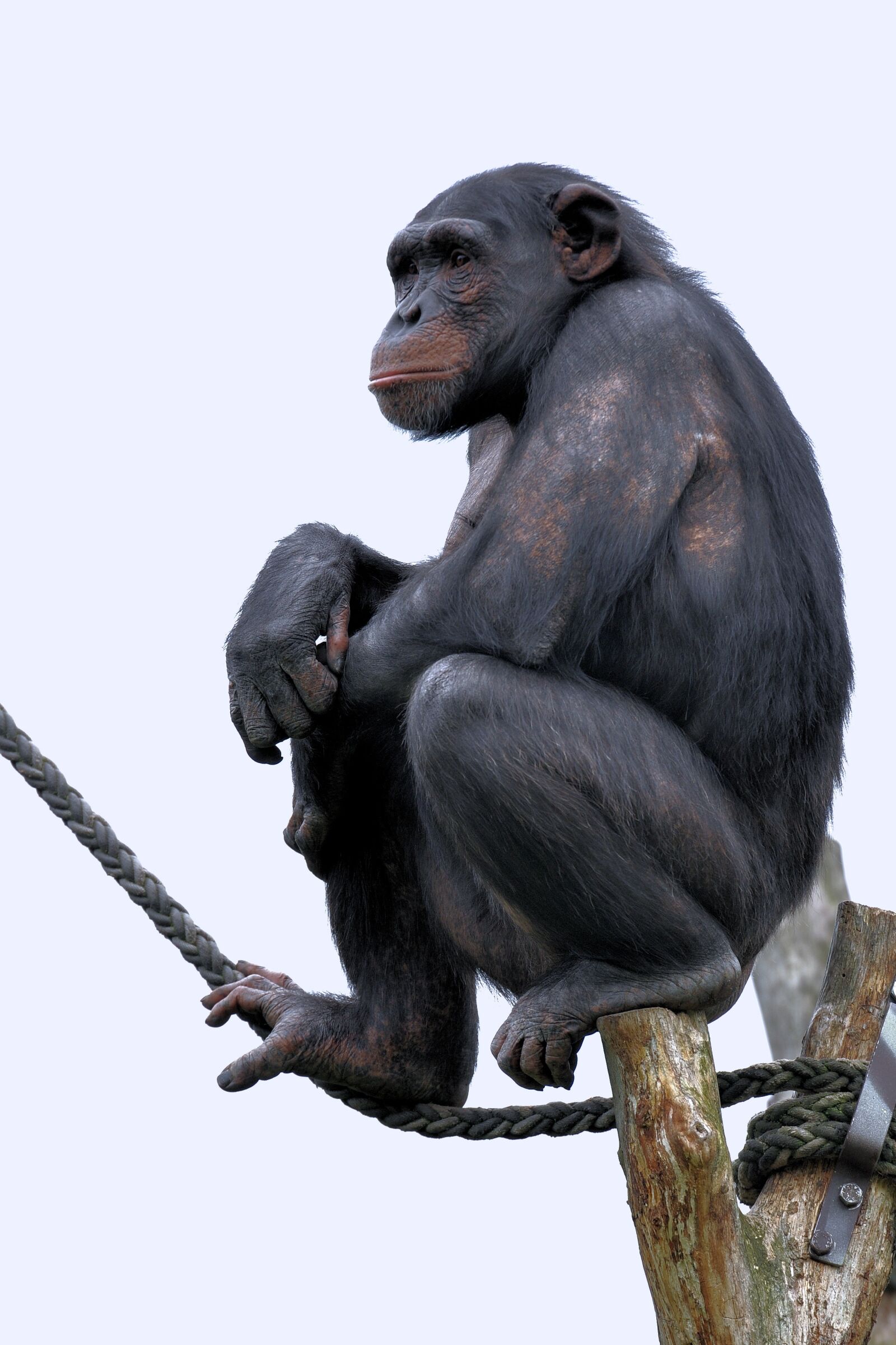 Nikon D90 sample photo. Chimpanzee, monkey, primate photography