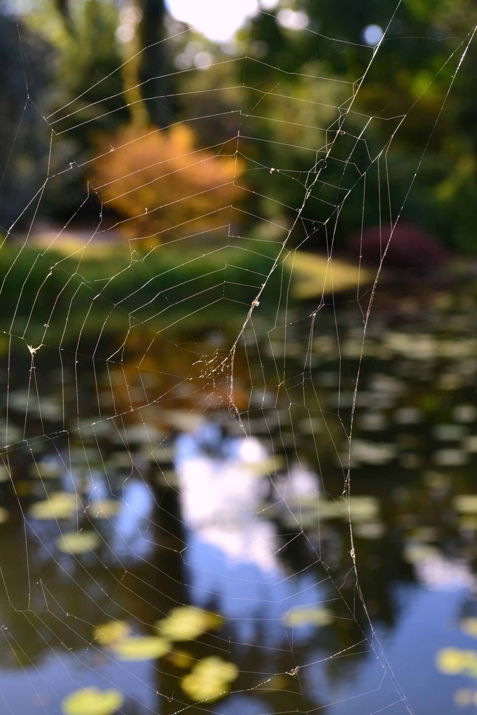 Nikon D3100 sample photo. Autumn, cobweb, nature photography