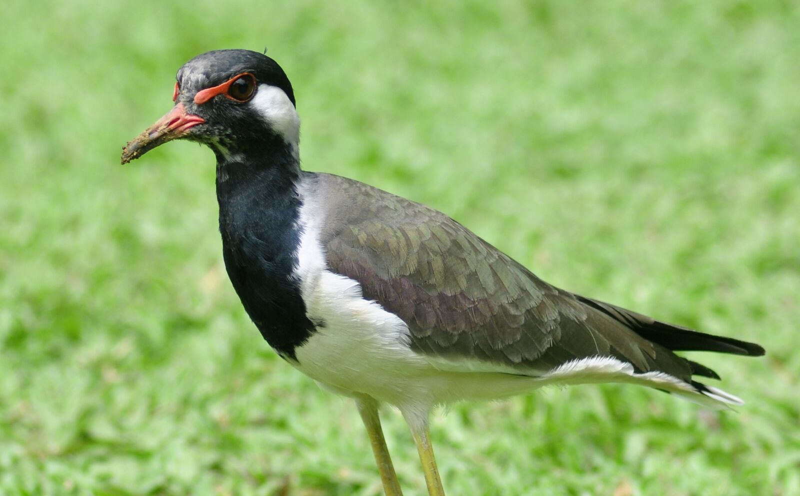 Nikon D90 sample photo. Water jacana, bird, jacana photography