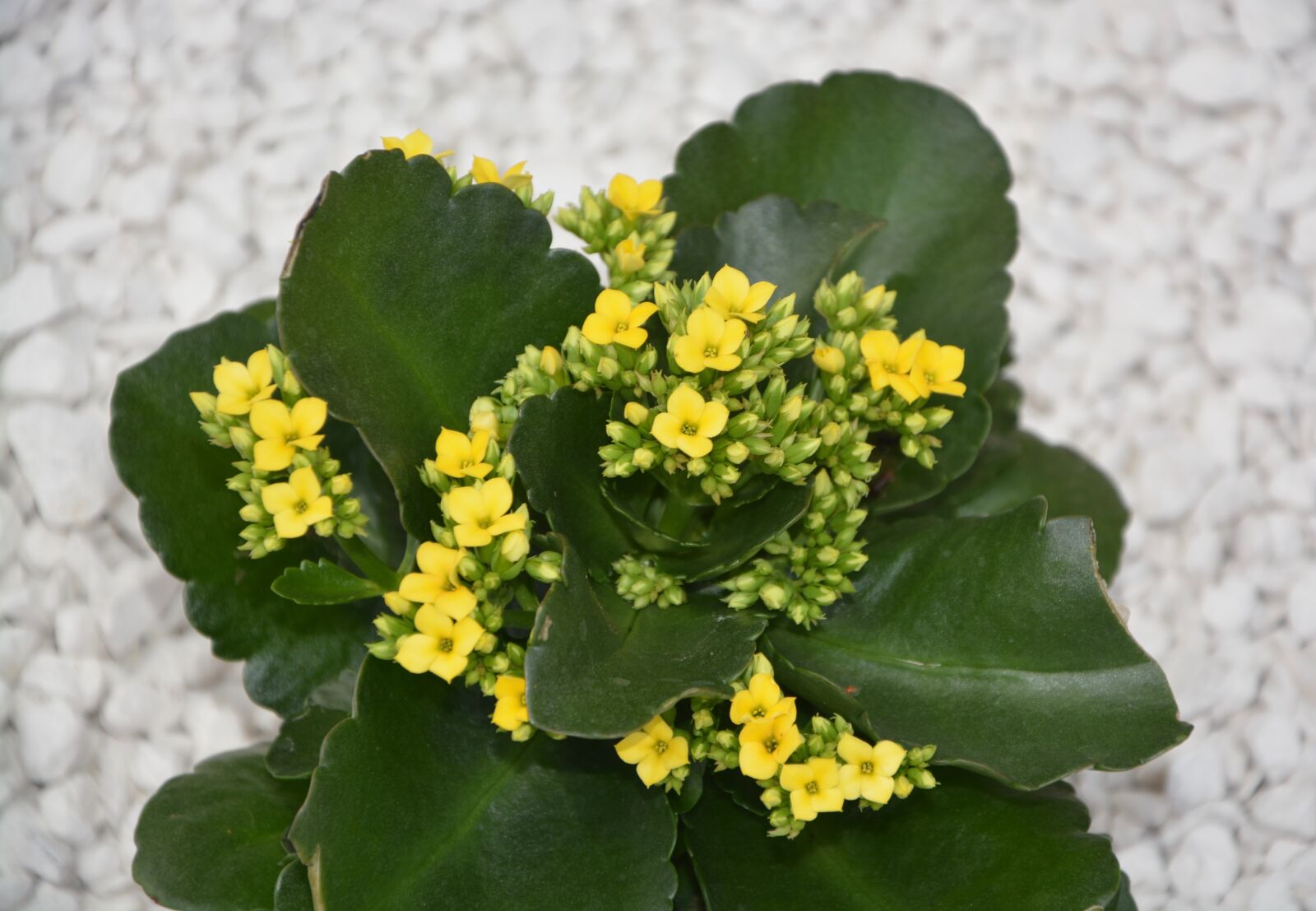 Nikon D5200 sample photo. Flowers kalanchoe yellow, plant photography