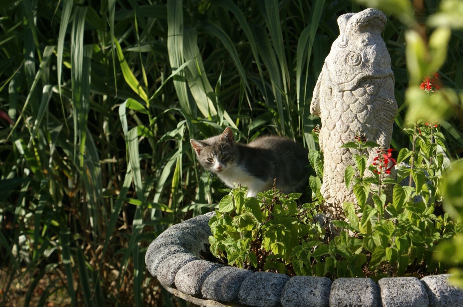 Sony Alpha DSLR-A350 sample photo. Cat, hidden, fish statue photography