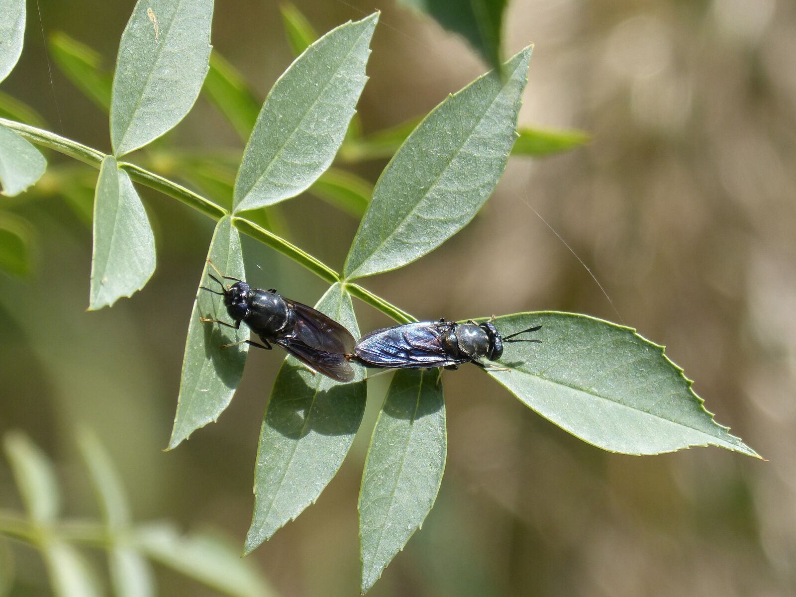 Panasonic DMC-FZ62 sample photo. Insects mating, copulation, blackfly photography