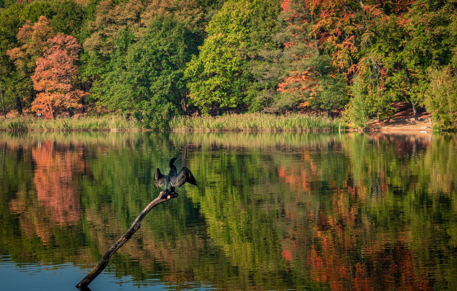 Sony a7 II + Sony FE 28-70mm F3.5-5.6 OSS sample photo. Autumn, lake, cormorant photography