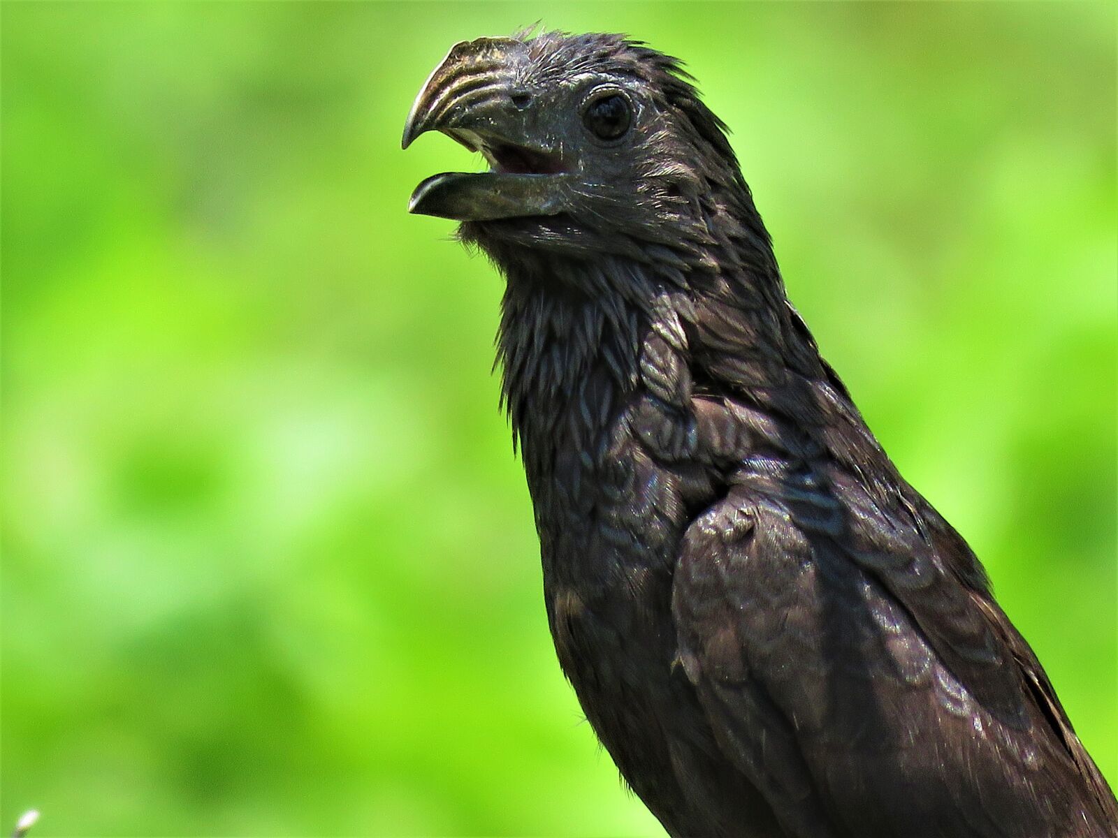 Canon PowerShot SX60 HS sample photo. Groove-billed ani, groove, ani photography