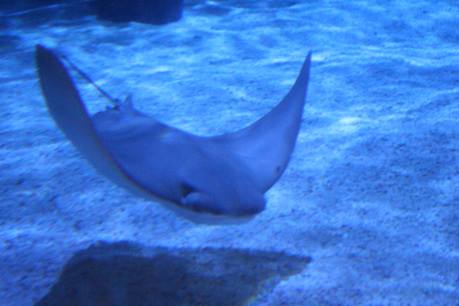 Canon EOS 700D (EOS Rebel T5i / EOS Kiss X7i) sample photo. Colorful, fish, pretty, shark photography