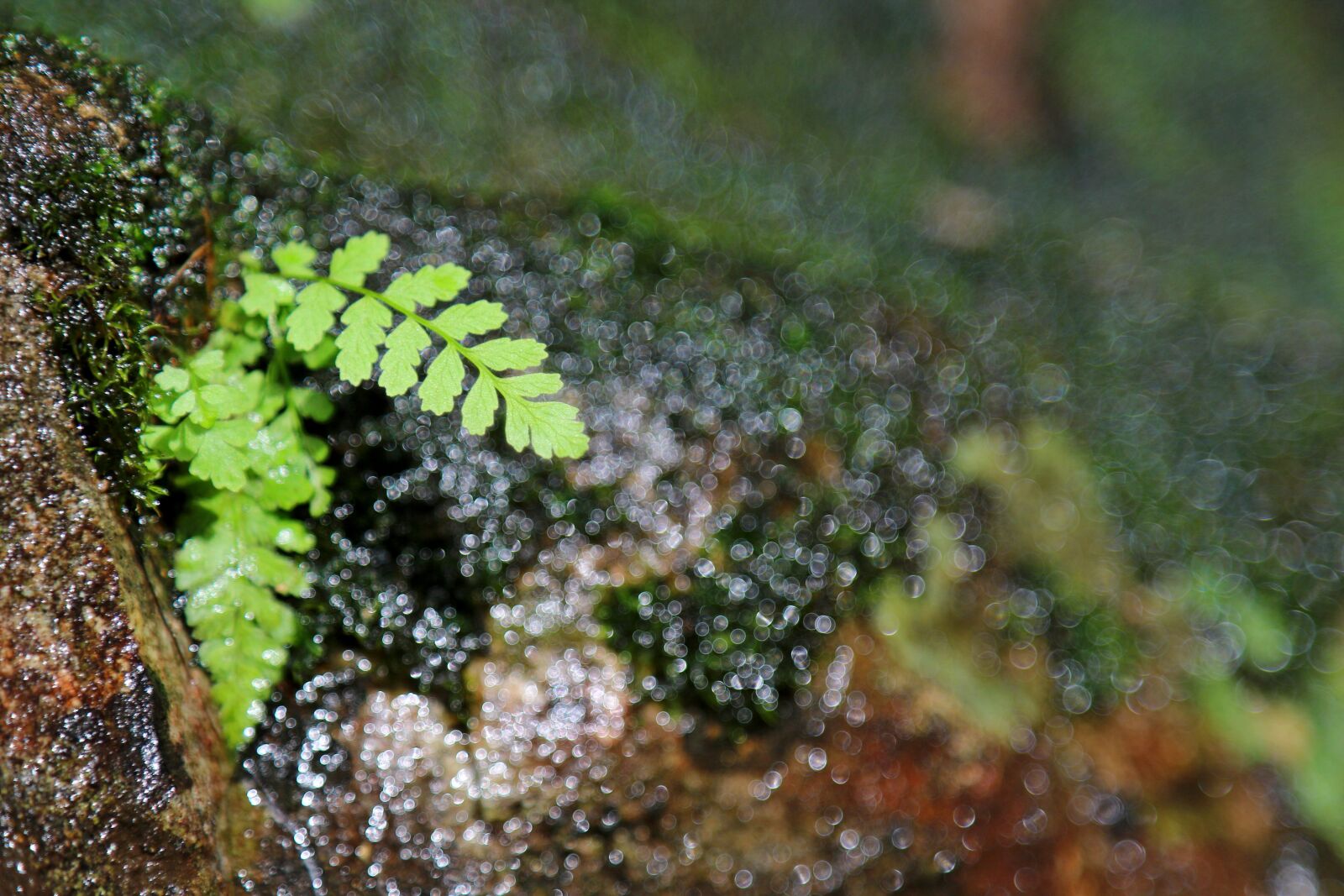 Canon EOS 7D Mark II + Canon EF 24-105mm F4L IS USM sample photo. Moss, pool, nature photography
