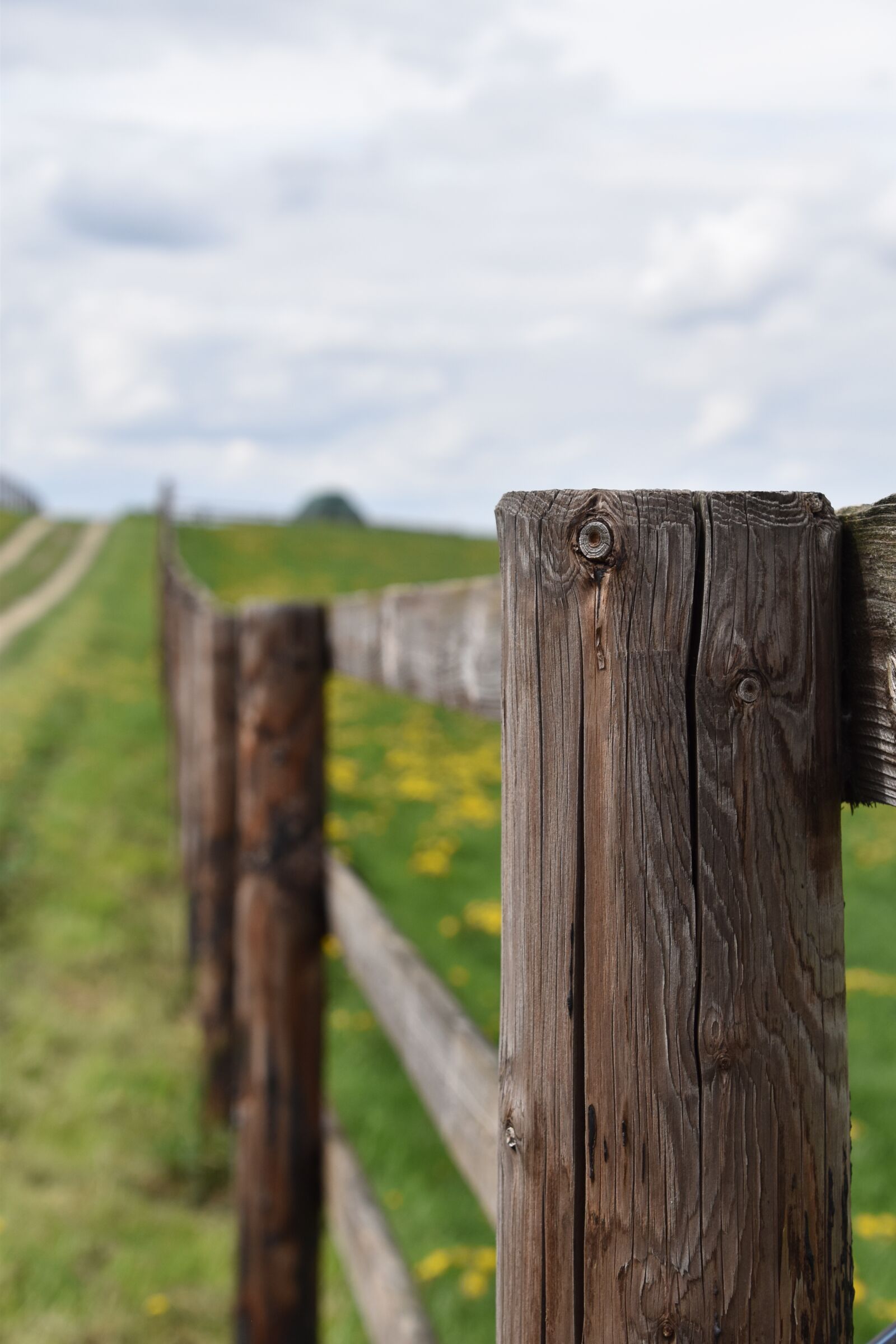 Nikon D5600 sample photo. Wood, closing, nature photography