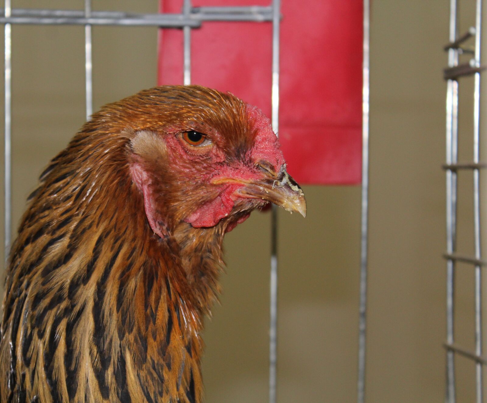 Canon EOS 1200D (EOS Rebel T5 / EOS Kiss X70 / EOS Hi) sample photo. Chicken, poultry, hen photography