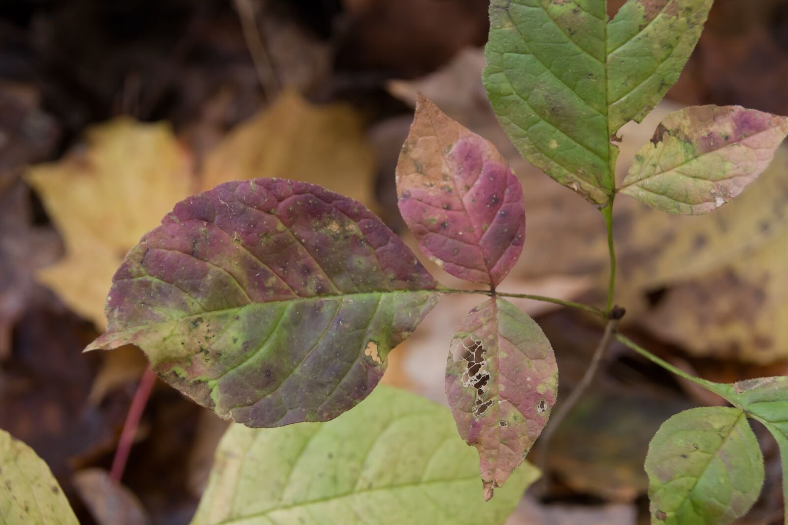 Canon EOS 550D (EOS Rebel T2i / EOS Kiss X4) sample photo. Poison ivy, pretty poison photography