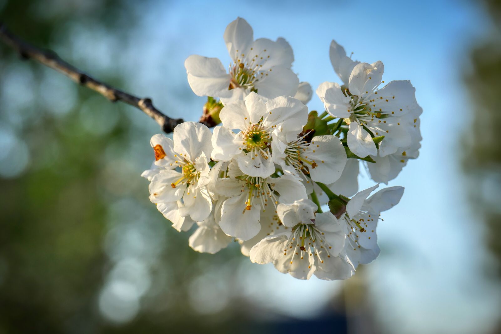 Panasonic Lumix DMC-GX8 sample photo. The fruit flourished, bloom photography