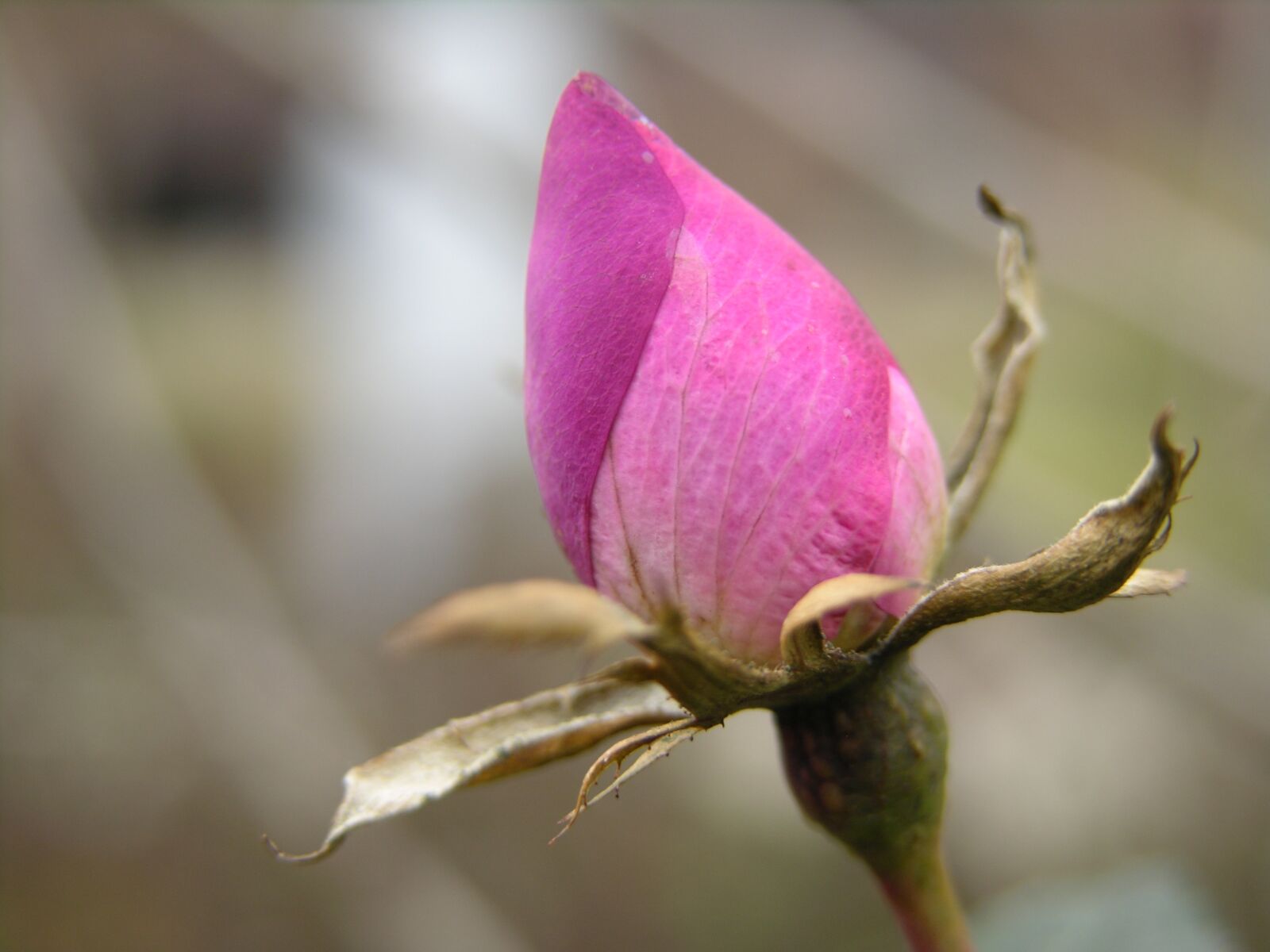 Nikon E8700 sample photo. Rose, nature, bloom photography