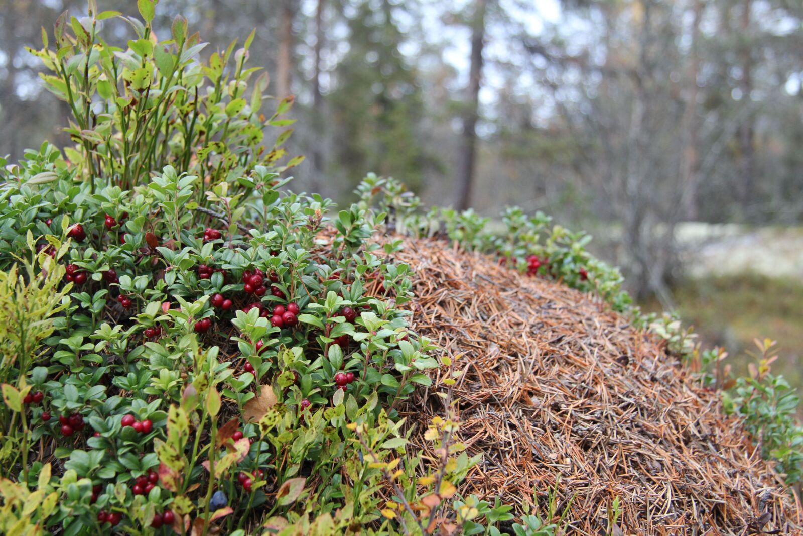 Canon EF-S 17-85mm F4-5.6 IS USM sample photo. Anthill, cranberries, the nature photography