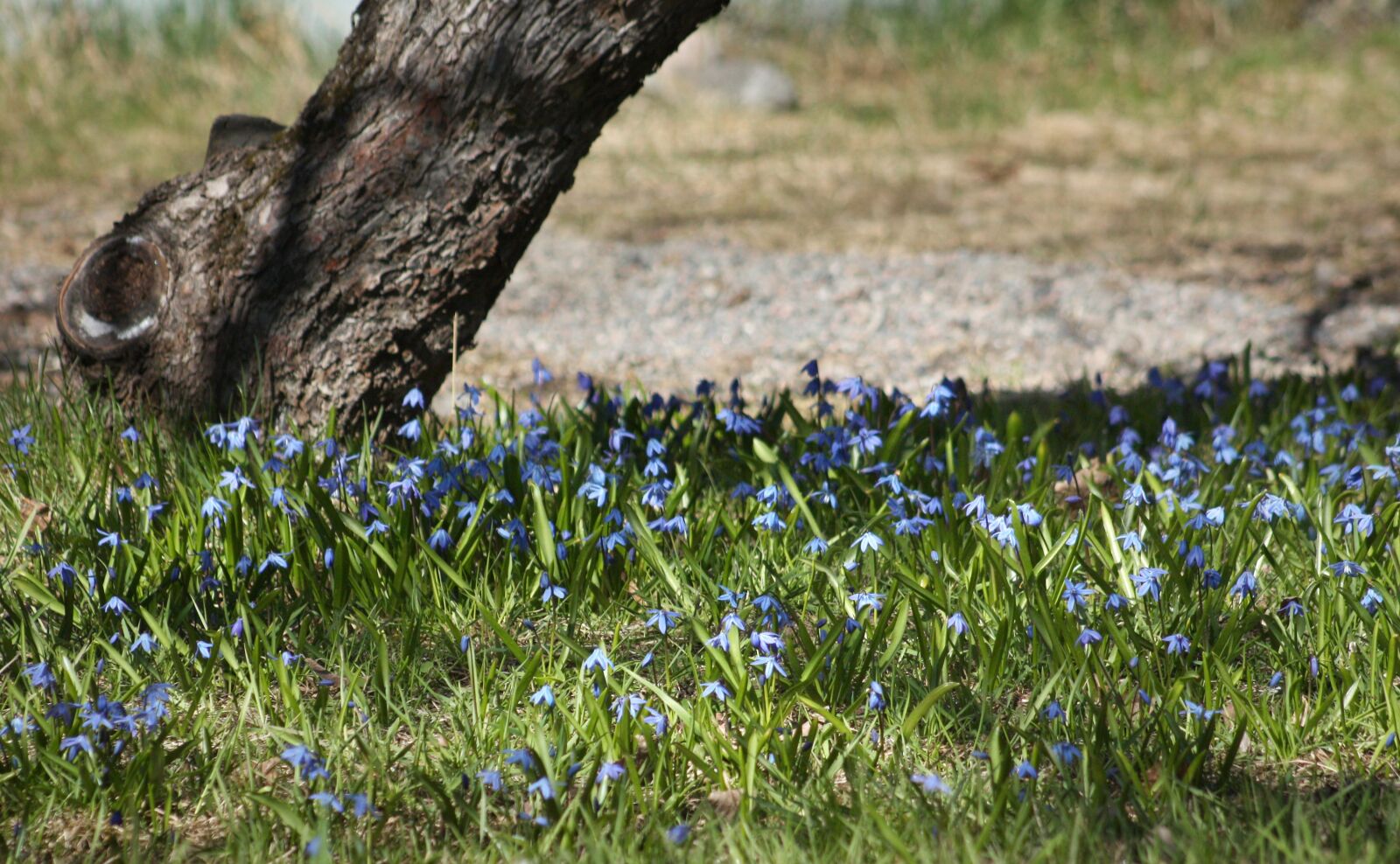 Canon EOS 450D (EOS Rebel XSi / EOS Kiss X2) sample photo. Spring, scilla, onion flower photography