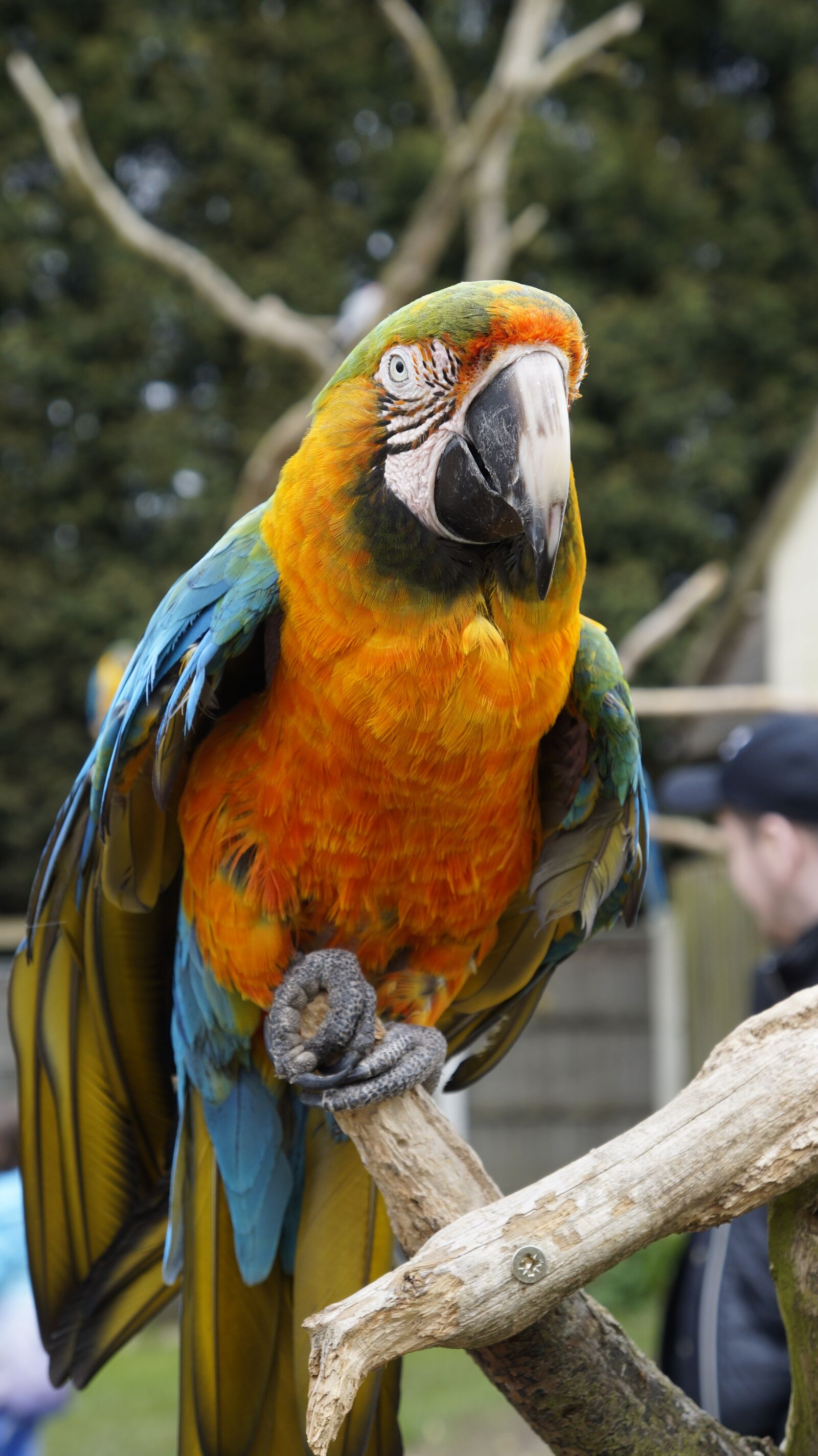Sony Alpha a3000 sample photo. Parrot, bird, animal photography