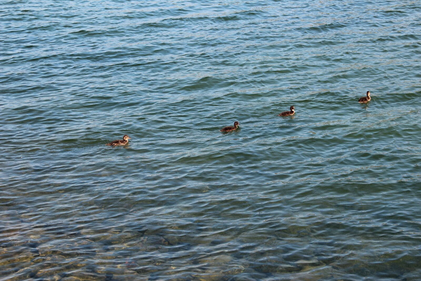 Canon EOS 600D (Rebel EOS T3i / EOS Kiss X5) sample photo. Ducks, line, bird photography