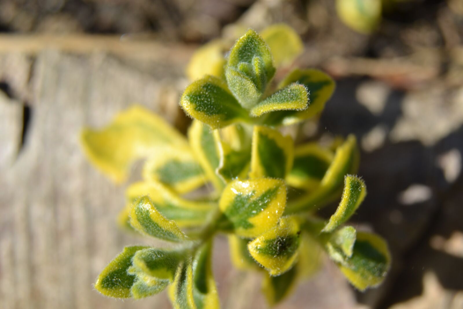 Nikon D3100 sample photo. Aubretia, aubrieta, variegated photography