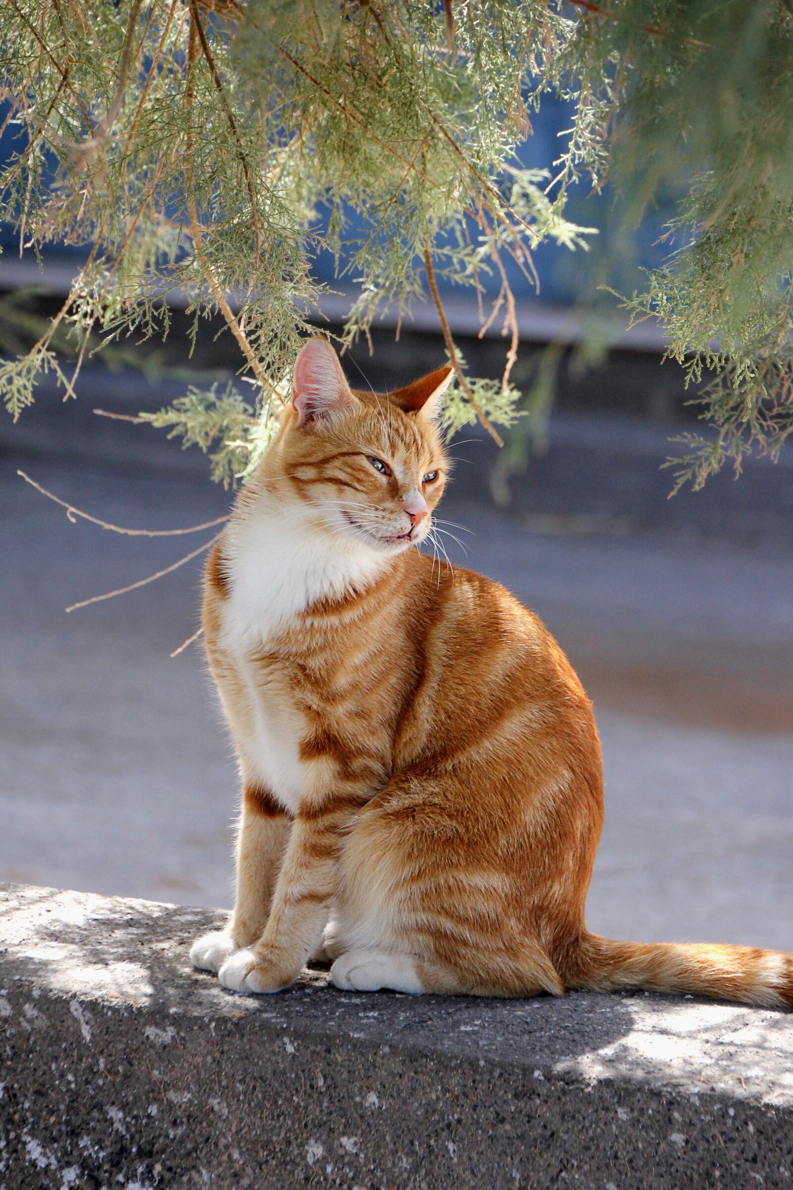 Canon EOS 550D (EOS Rebel T2i / EOS Kiss X4) sample photo. Cat, red, mackerel photography