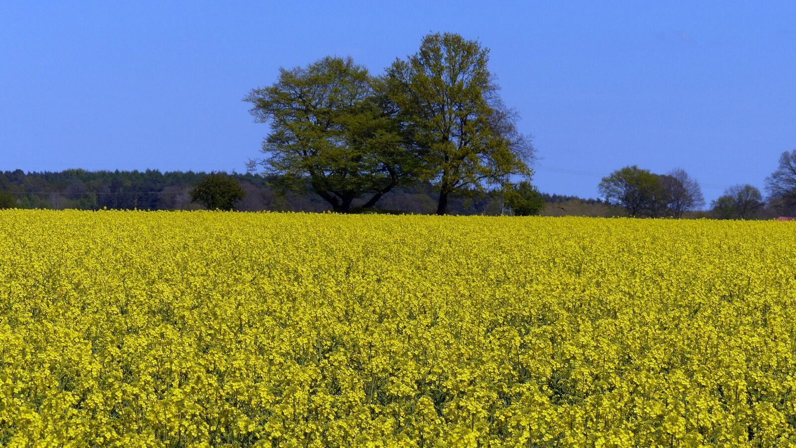 Panasonic Lumix DMC-FZ200 sample photo. Oilseed rape, bloom, field photography