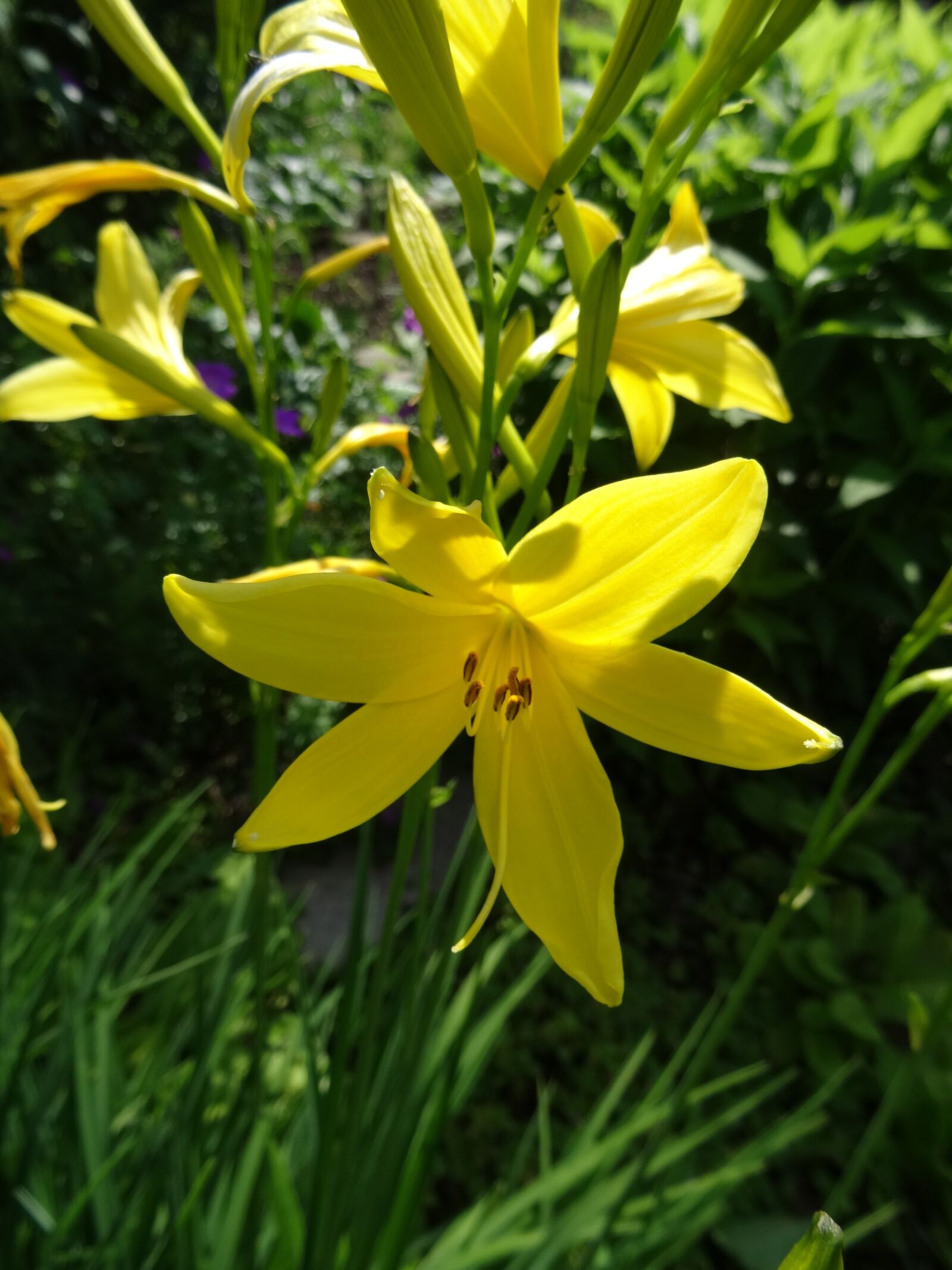 Sony Cyber-shot DSC-HX50V sample photo. Lily, nature, blossom photography