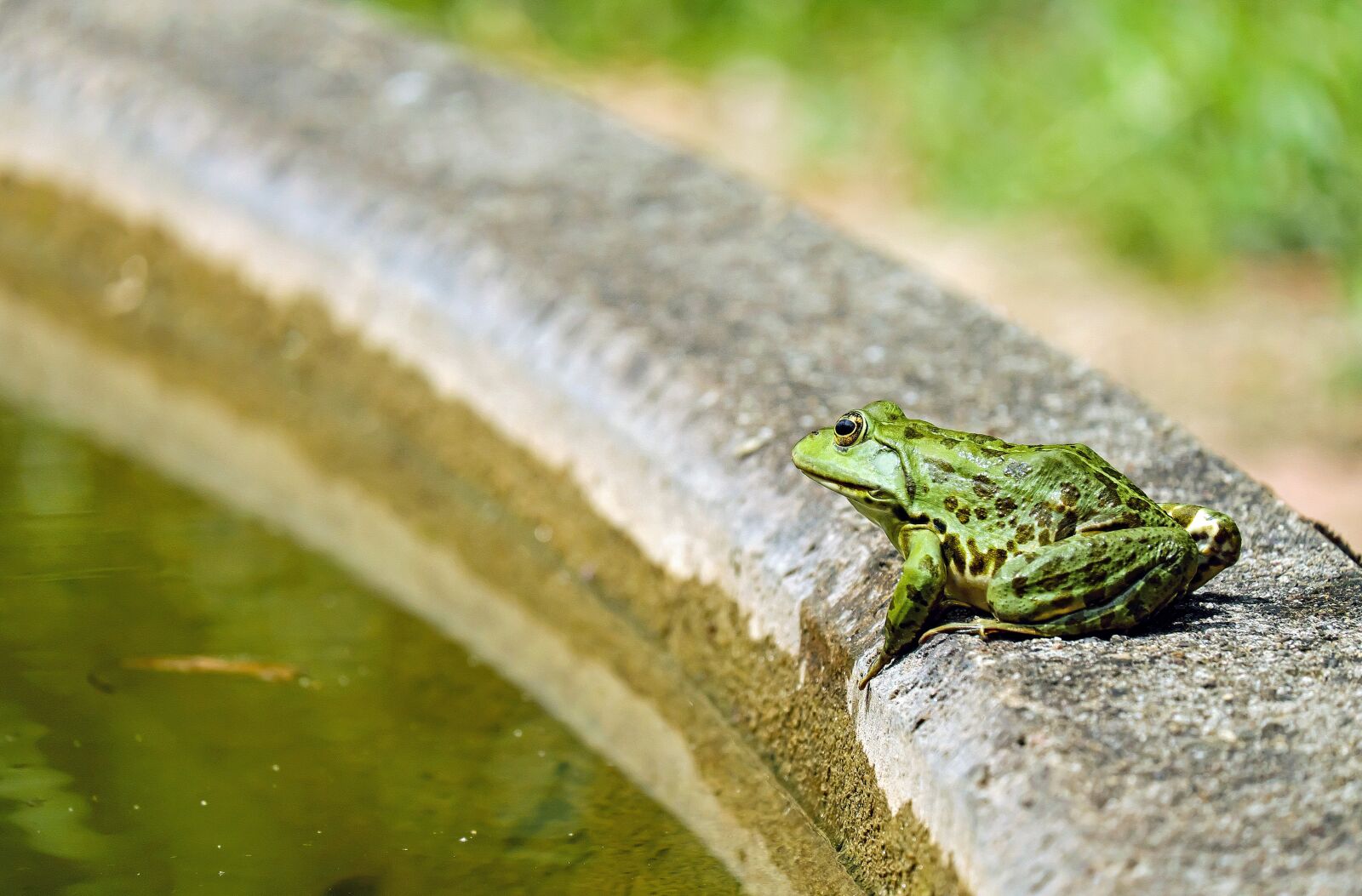 Fujifilm X-T10 + Fujifilm XC 50-230mm F4.5-6.7 OIS sample photo. Frog, water frog, animal photography
