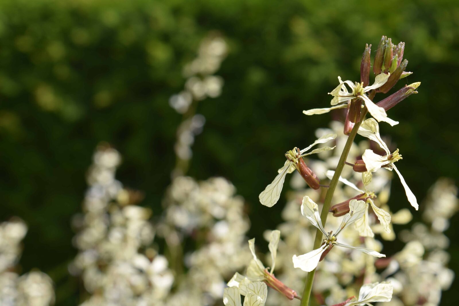 Nikon D3300 sample photo. Summer, flower, flora, nature photography