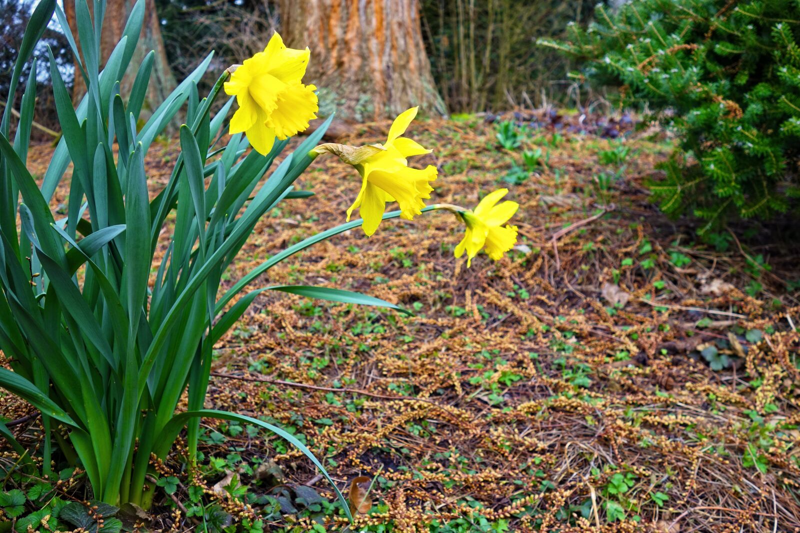 Sony Cyber-shot DSC-RX100 sample photo. Daffodil, flower, bloom photography
