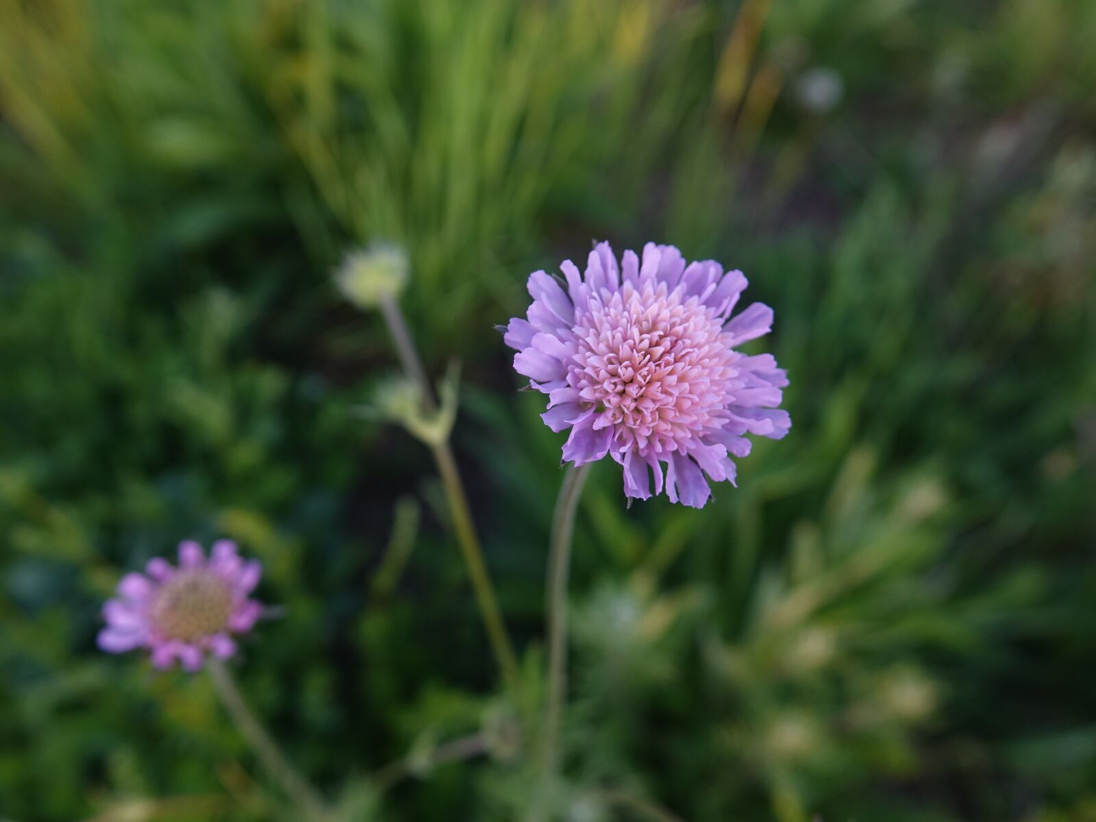 Sony Cyber-shot DSC-RX10 III sample photo. Meadow, nature, chrastavec photography
