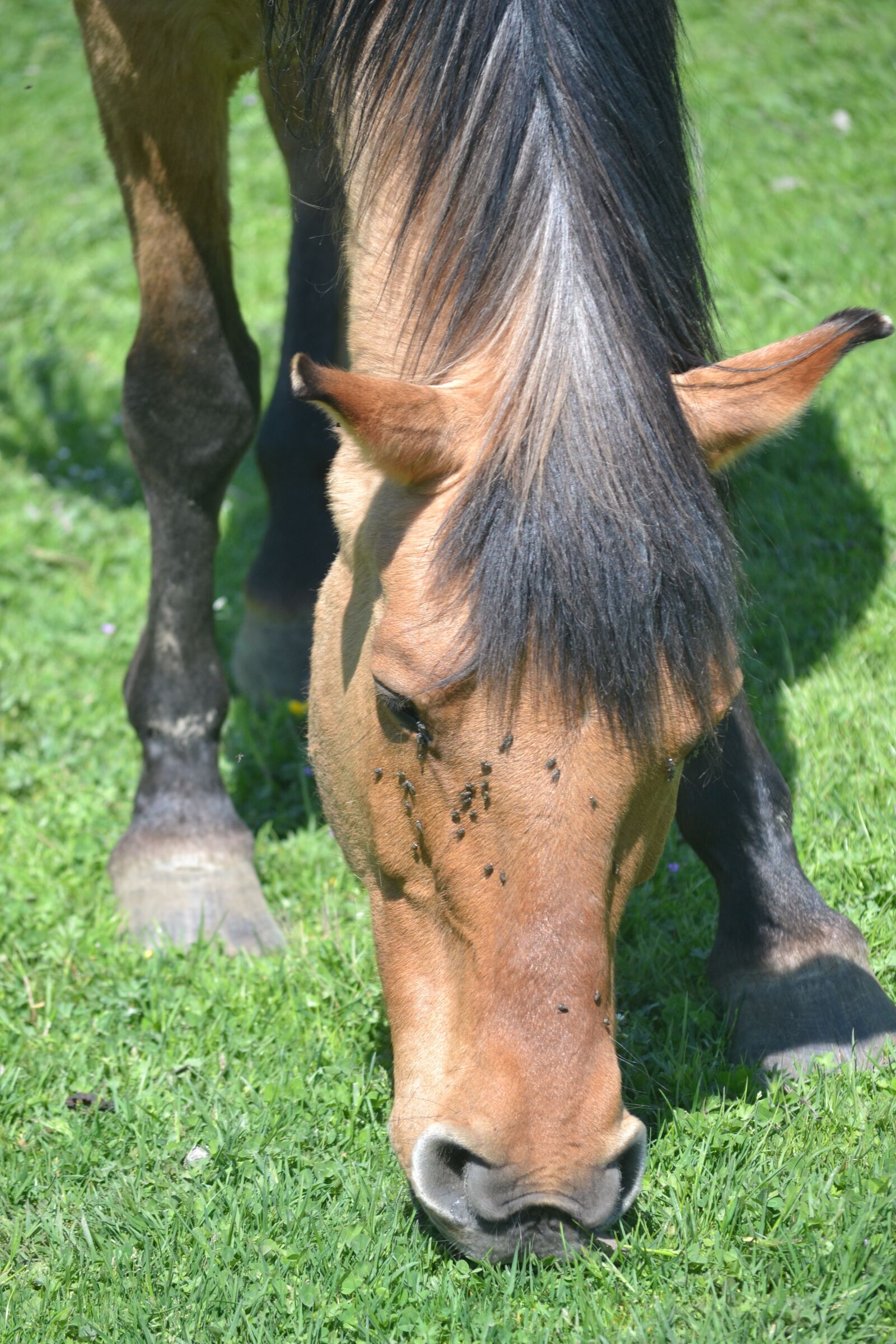 Nikon D3100 sample photo. Horse, brown, hair photography