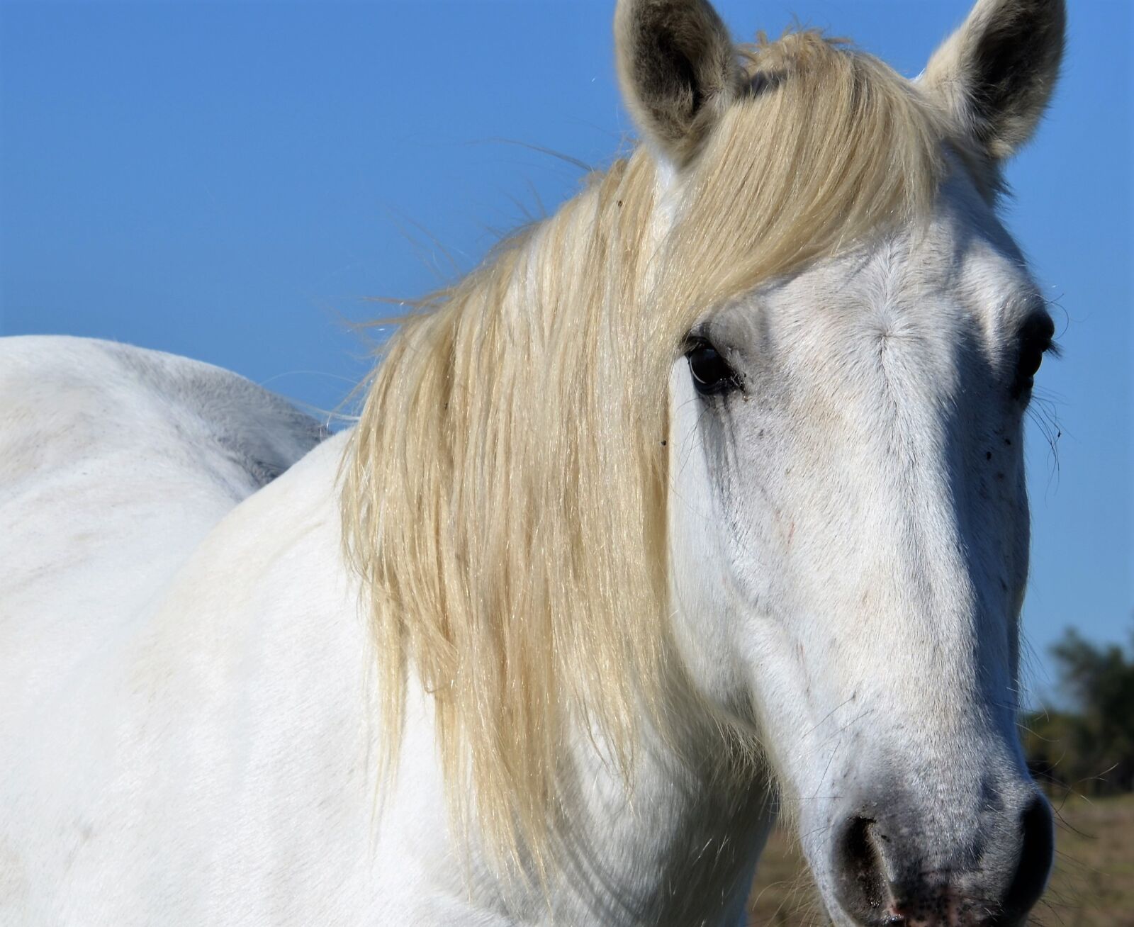 Nikon D5100 sample photo. Animals, horses, horse photography