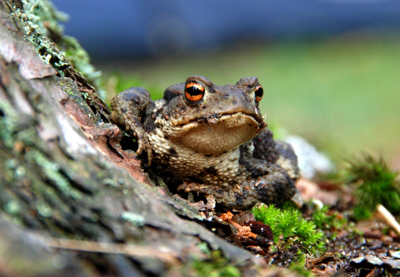 Nikon D80 sample photo. The frog, amphibian, forest photography