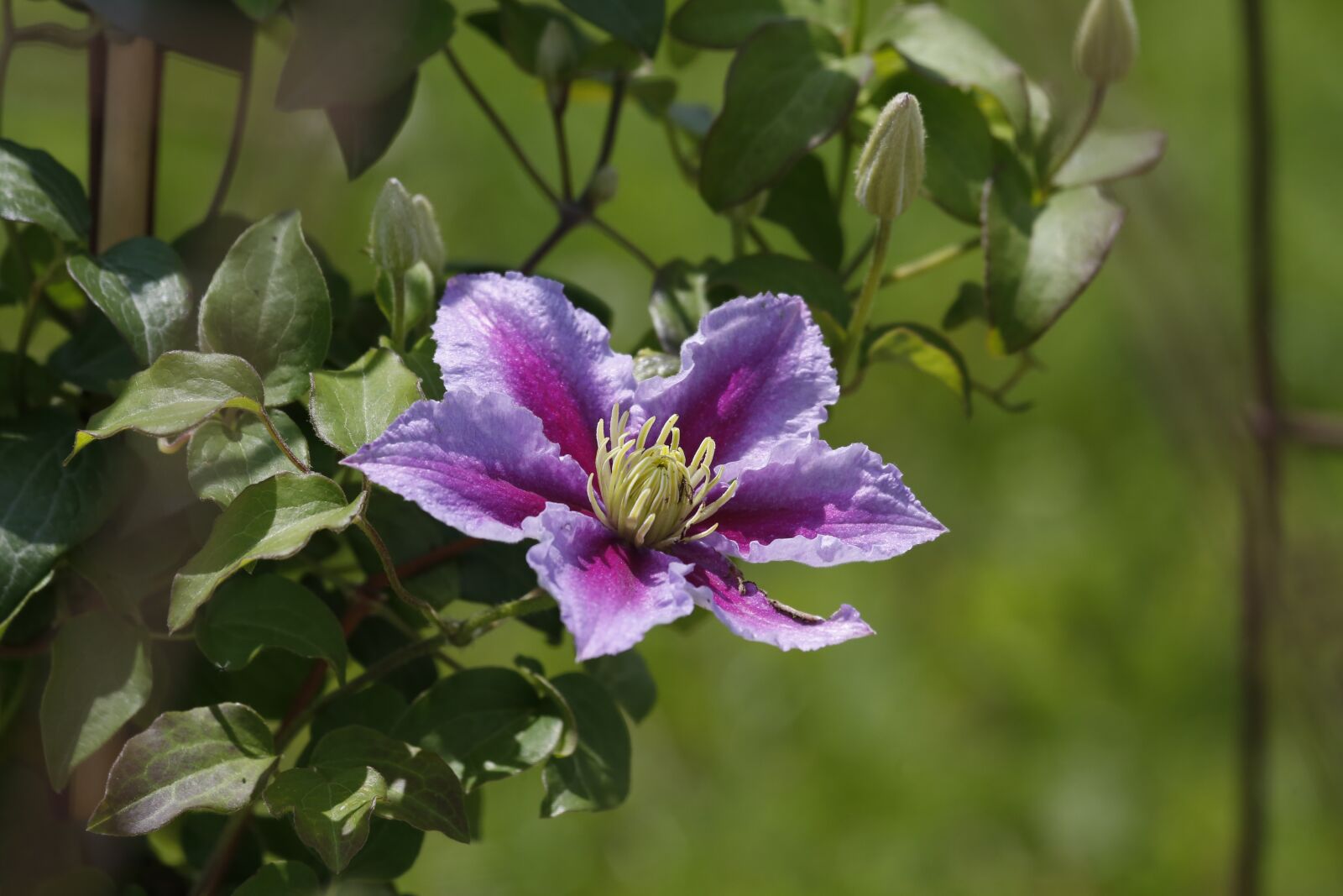 Canon EF 100-400mm F4.5-5.6L IS USM sample photo. Flower, blossom, bloom photography