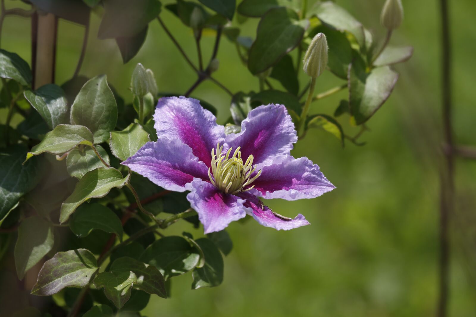 Canon EOS 5D Mark III + Canon EF 100-400mm F4.5-5.6L IS USM sample photo. Flower, blossom, bloom photography