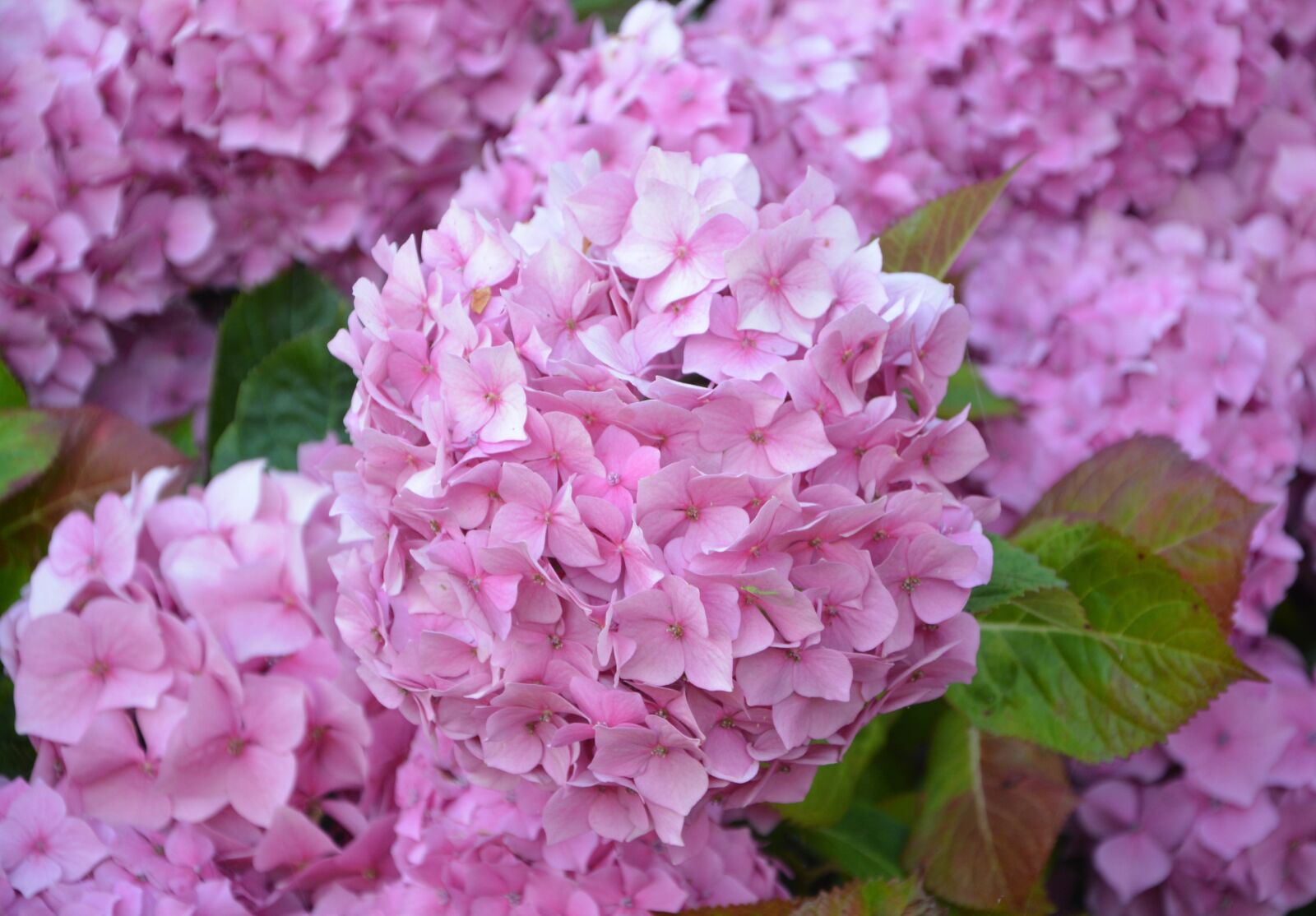 Nikon D5200 sample photo. Flowers, hydrangea, pink photography
