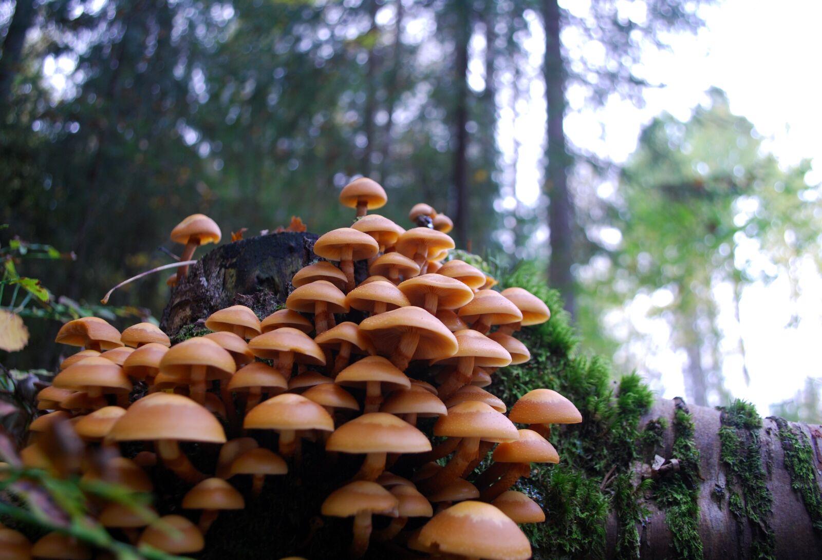 Nikon D60 sample photo. Mushrooms, undergrowth, wild mushrooms photography