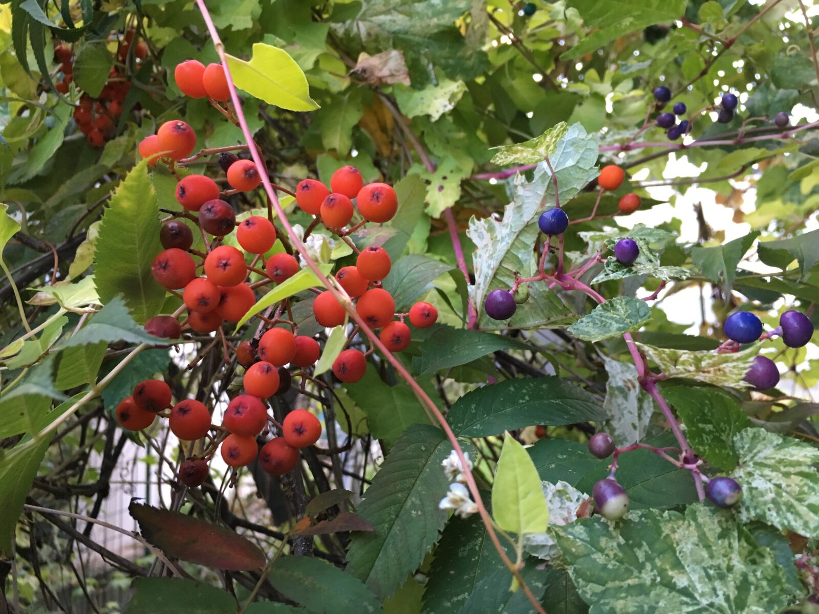 Apple iPhone 6s sample photo. Rowan, from what, squirrel photography