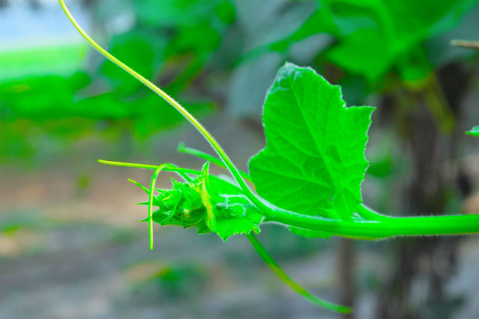 Nikon D5300 sample photo. Flower, green, nature photography