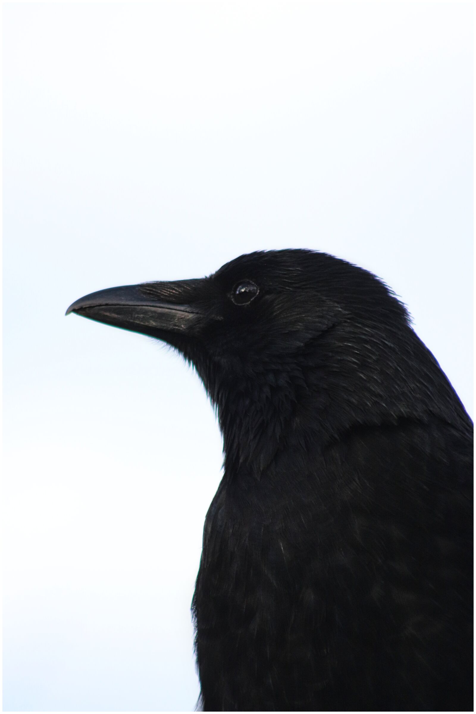 Canon EF75-300mm f/4-5.6 sample photo. Raven, black, crow photography