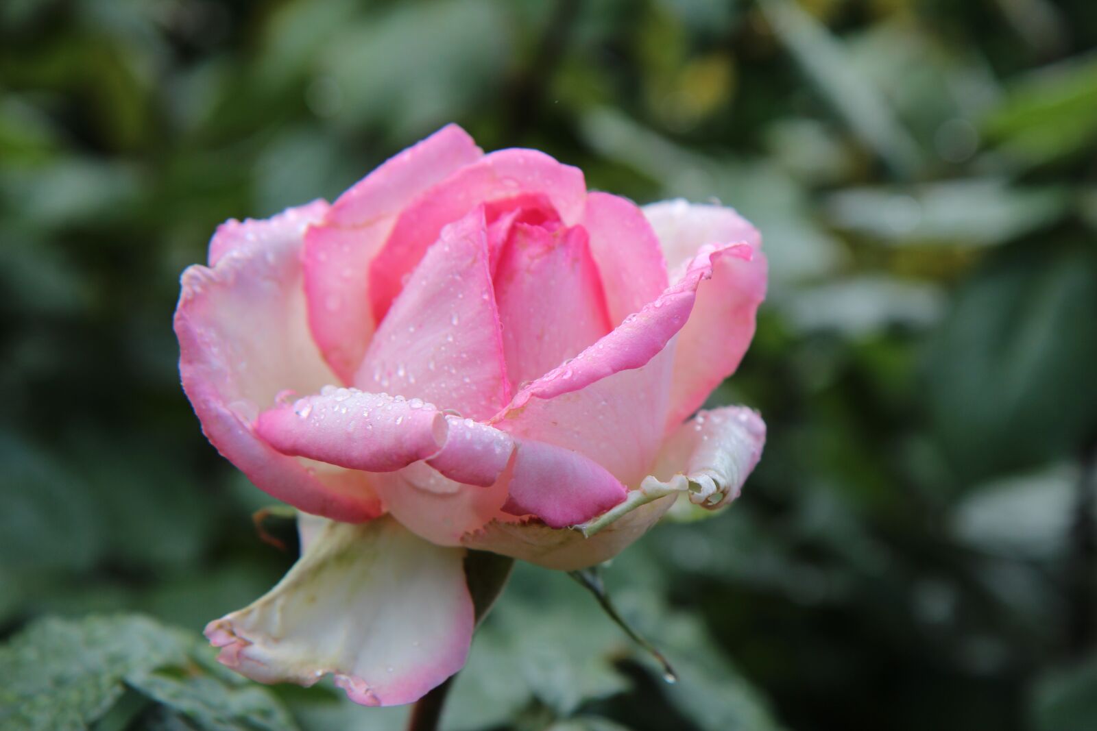 Canon EOS 600D (Rebel EOS T3i / EOS Kiss X5) sample photo. Pink, pink rose, rosebush photography