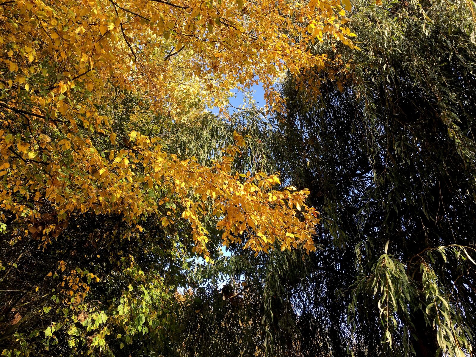 Apple iPhone 6s sample photo. Fall foliage, colorful, golden photography