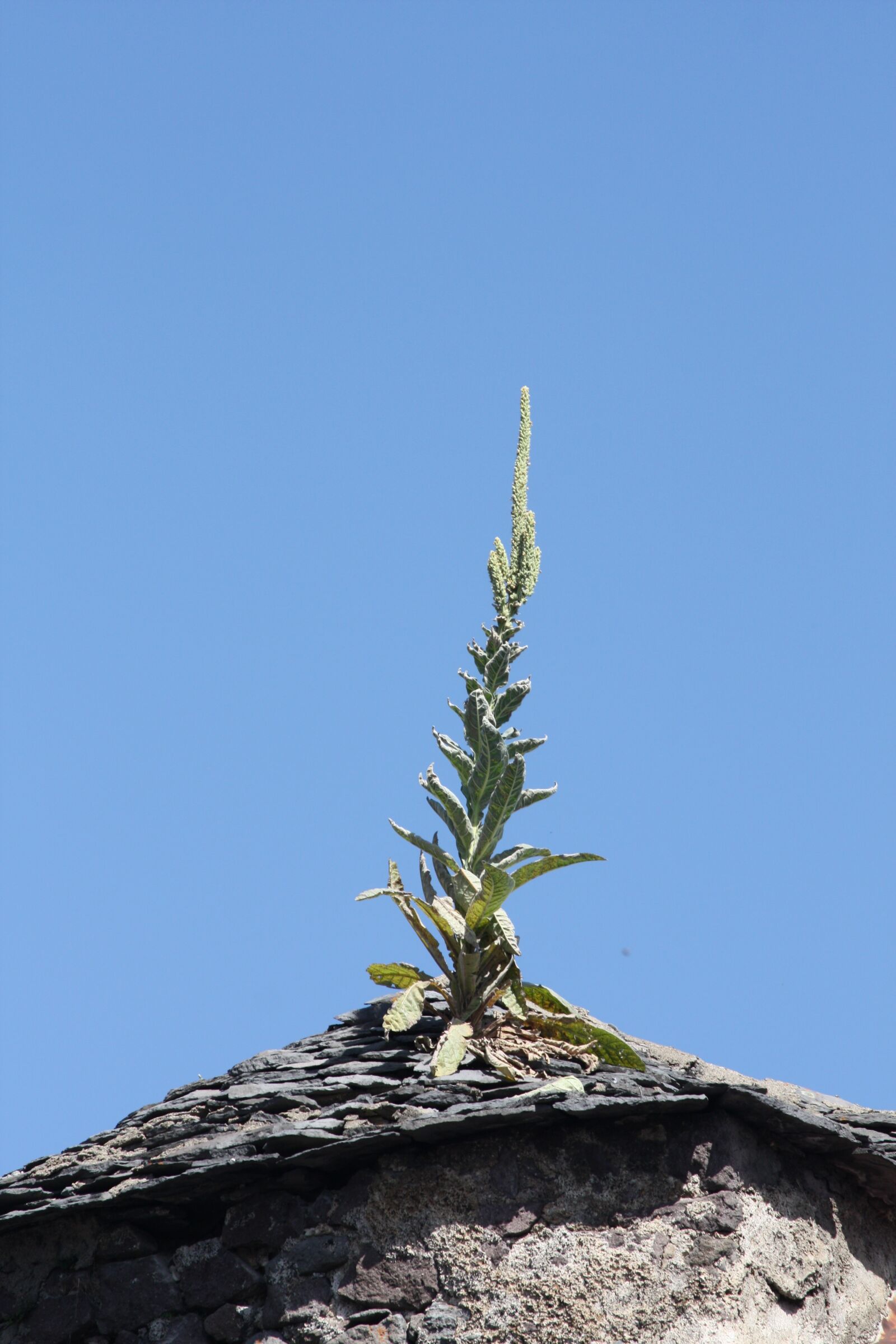 Canon EOS 450D (EOS Rebel XSi / EOS Kiss X2) sample photo. Roof, plant, tiles photography