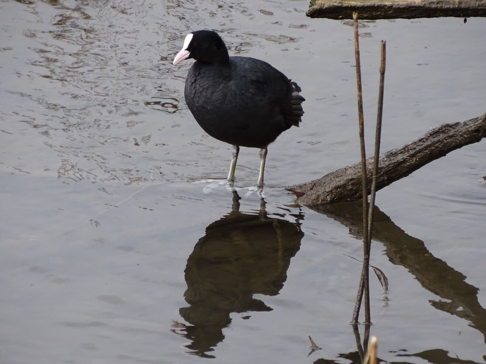 Sony Cyber-shot DSC-HX400V sample photo. Bird, waters, puddle photography