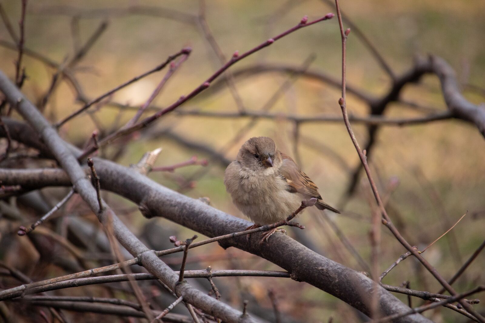 Canon EOS 100D (EOS Rebel SL1 / EOS Kiss X7) sample photo. Sparrow, bird, nature photography