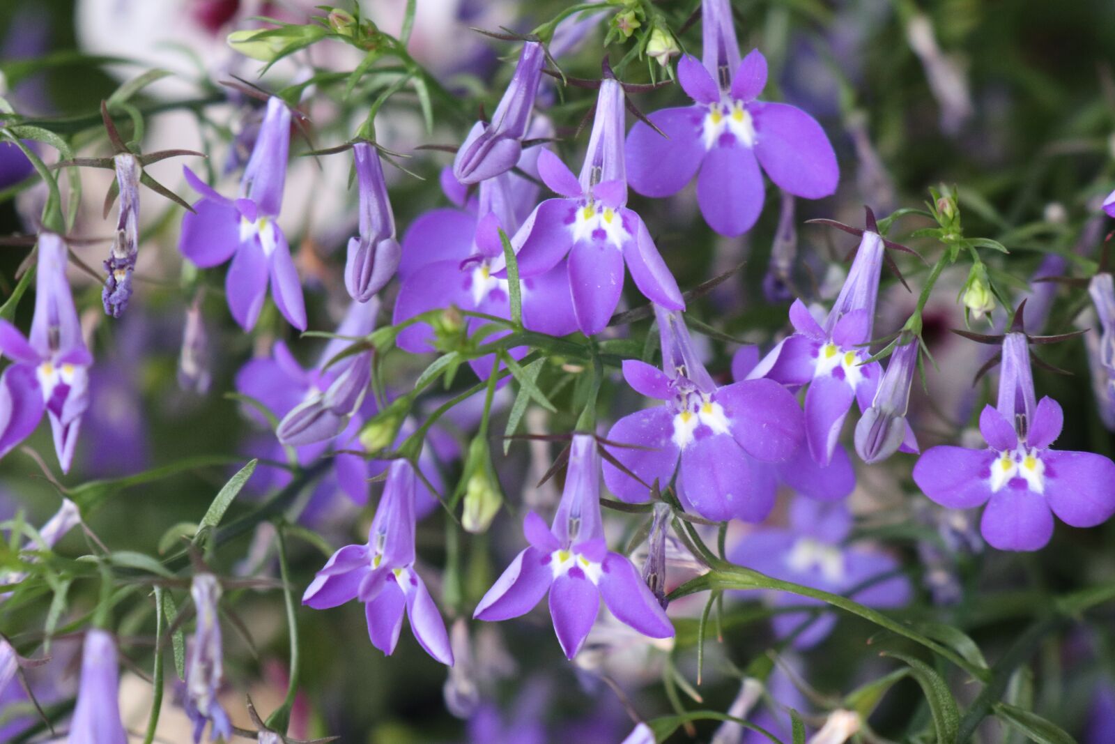 Canon EOS M6 sample photo. Garden, summer, lobelia photography