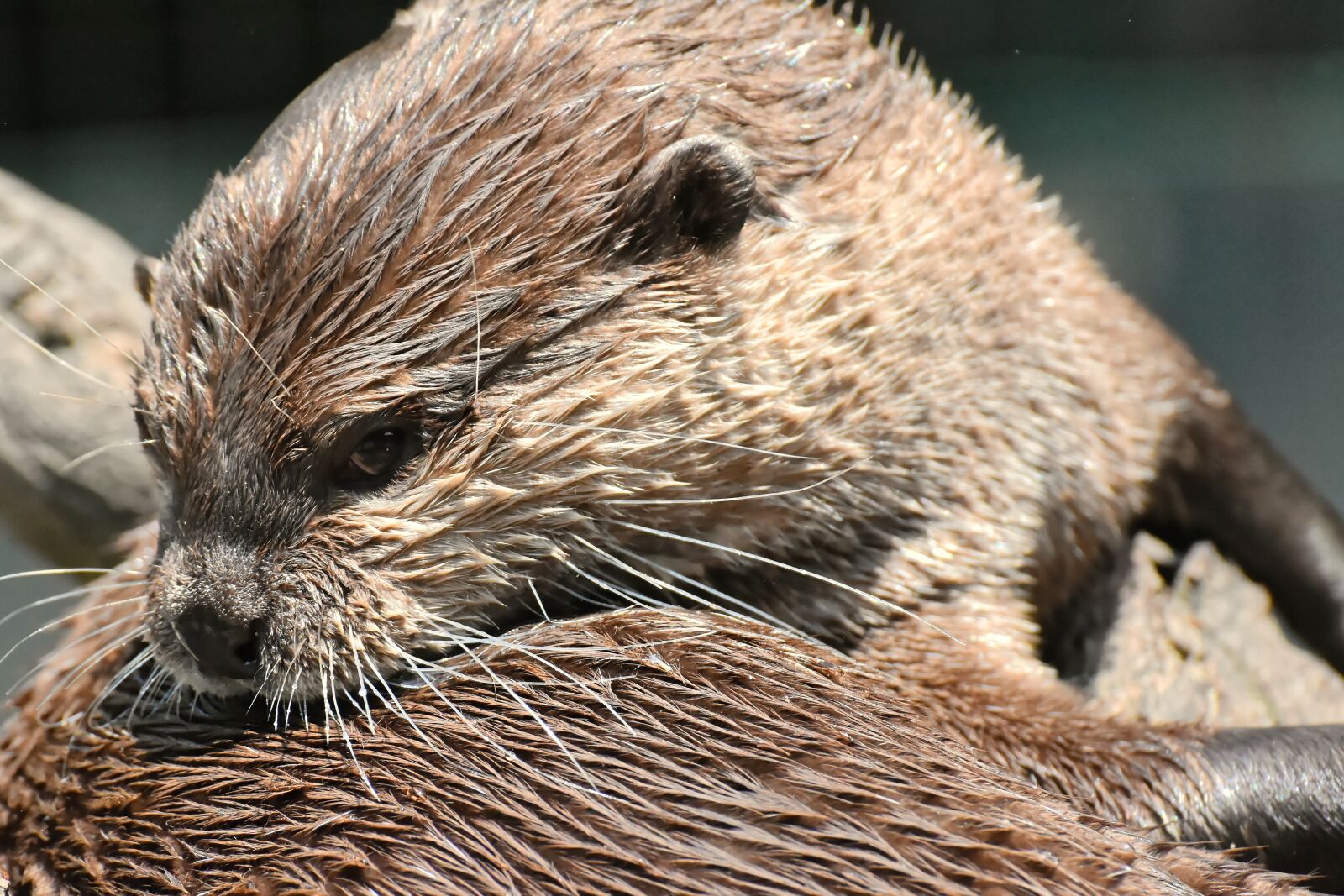 Nikon D7200 sample photo. Otter, animal world, mammal photography