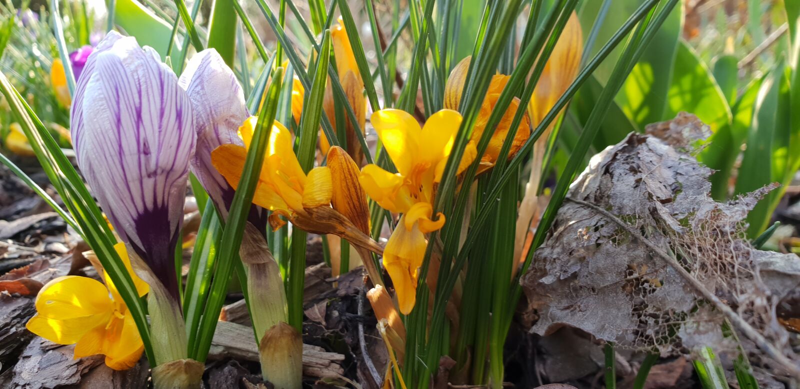 Samsung Galaxy S9+ sample photo. Nature, flower, plant photography