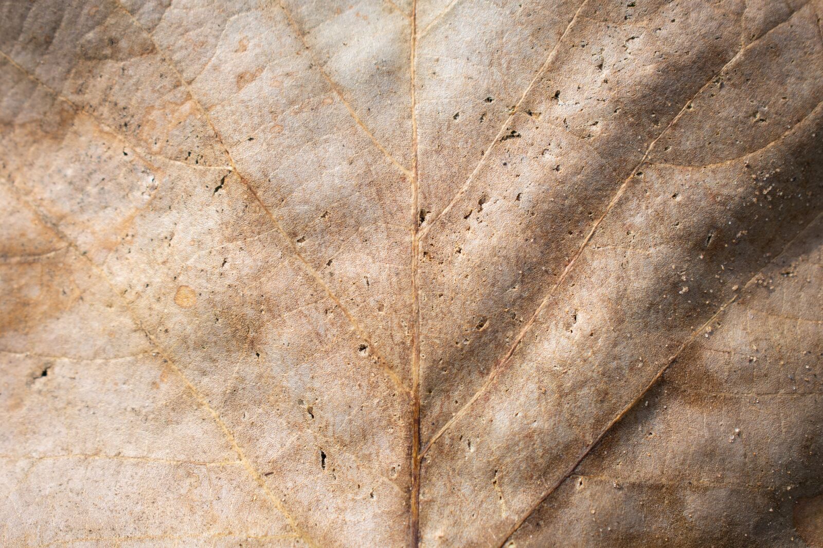 Nikon D7200 sample photo. Sheet, autumn, texture photography